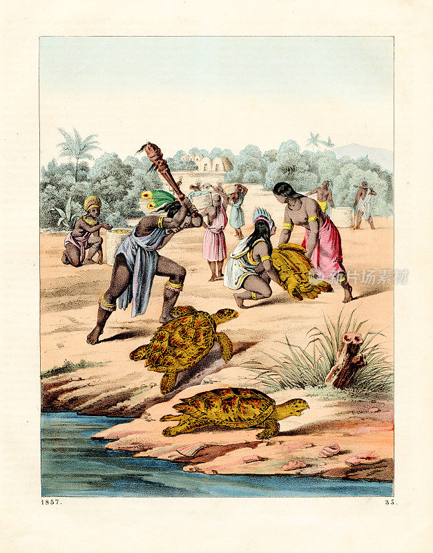 在非洲狩猎海龟彩色板插图1857年