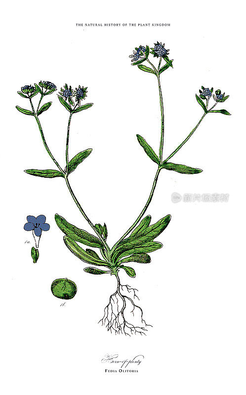 多年生植物，植物王国，维多利亚植物插图，大约1853年