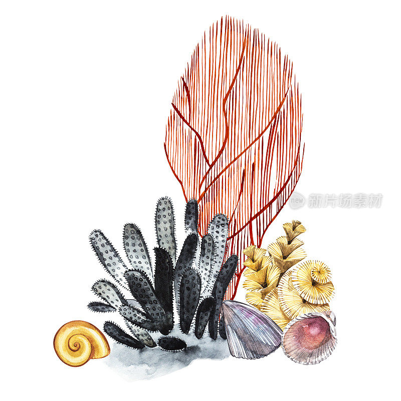 海藻、海洋生物和珊瑚被孤立在白色背景上。水彩画手绘插图。水下水彩背景插图。