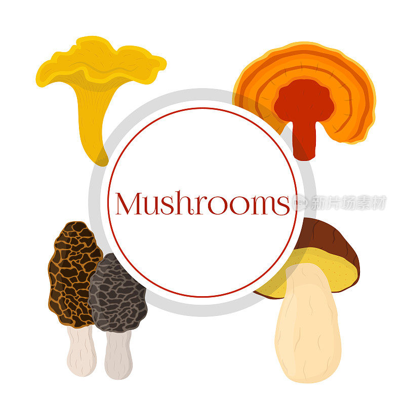蘑菇，灵芝，鸡油菌，羊肚菌。卡通平的风格。向量
