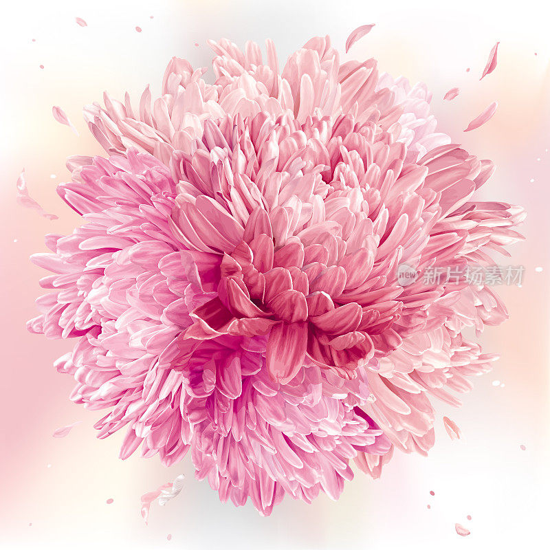 粉红色的菊花球体