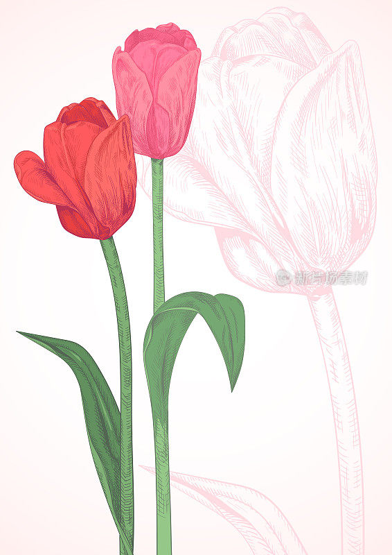 垂直模板卡设计与郁金香:红色，粉红色的花，绿色的叶子，茎，白色的背景与轮廓郁金香。手绘植物素描插图，复古，矢量，复制空间