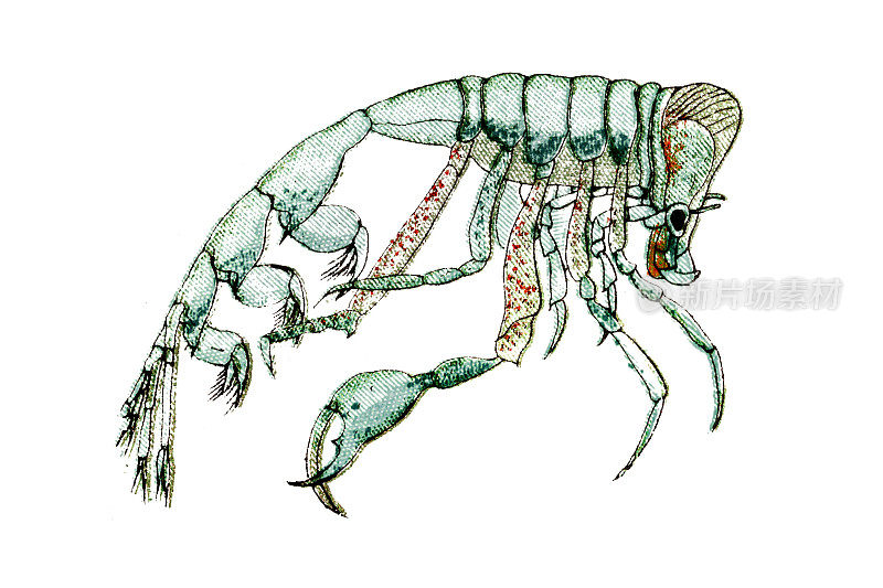 鳞足类是鳞足科的一个小的，深海的超肢片足类的属