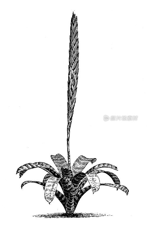 植物学植物古版画插图:一串红