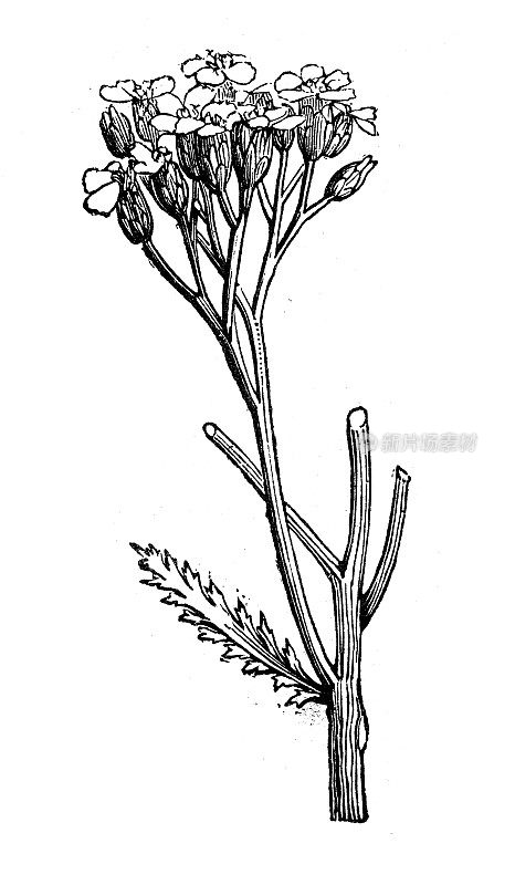 古植物学插图:蓍草(蓍草)