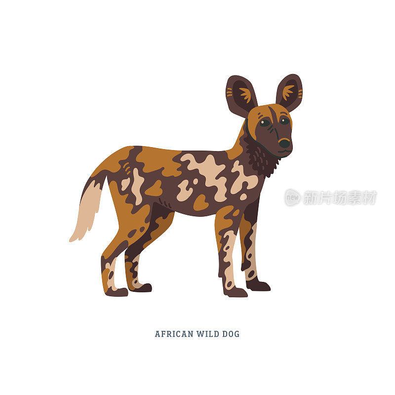 非洲野狗或莱卡翁犬，也叫彩绘狼或海角猎犬