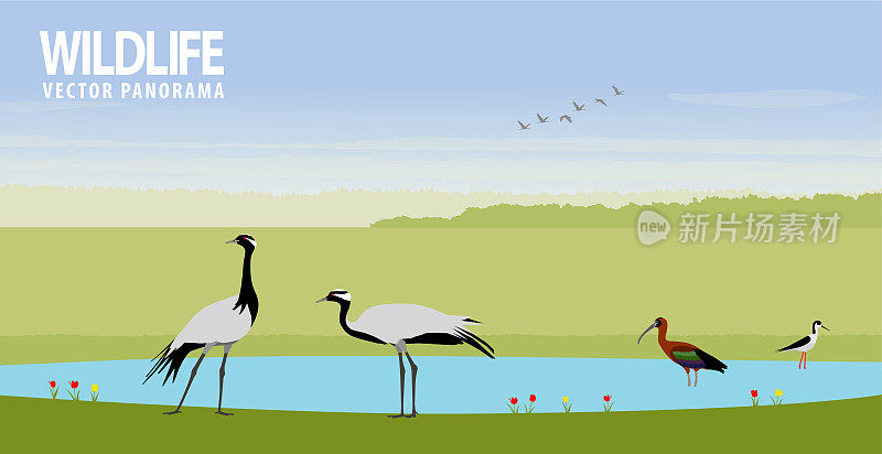 蓑羽鹤，朱鹮和池塘上的黑翅高跷。矢量图
