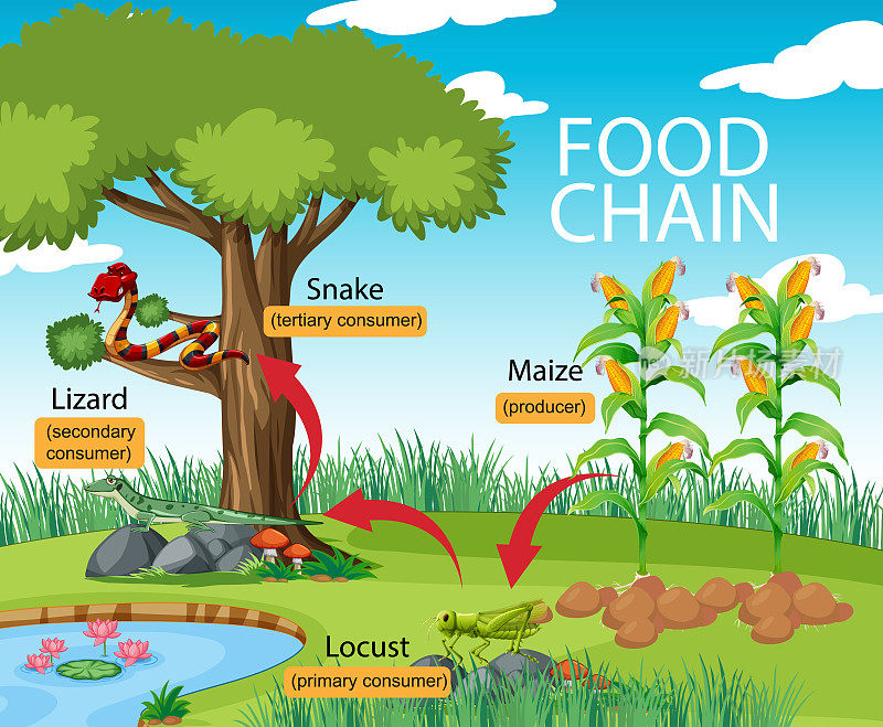 科学食物链图