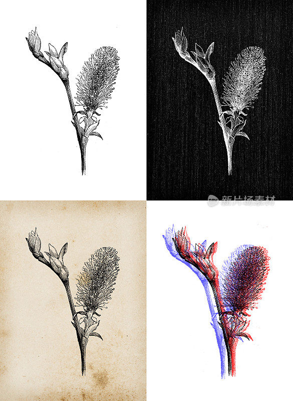 古董植物学插图:柳，山柳