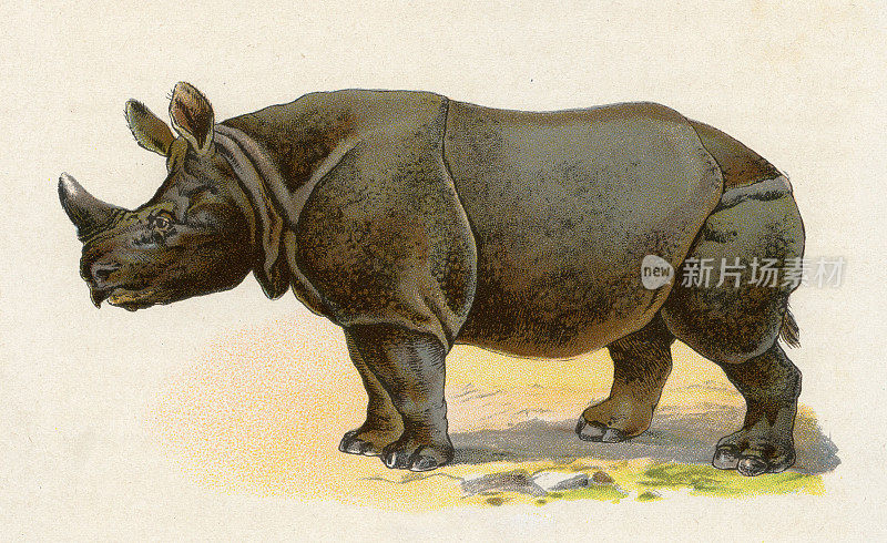 犀牛插图1899