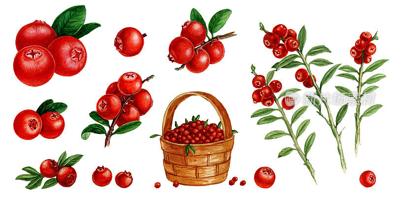 篮子里的蔓越莓，叶子上的蔓越莓，树枝上的蔓越莓。一套水彩画插图。