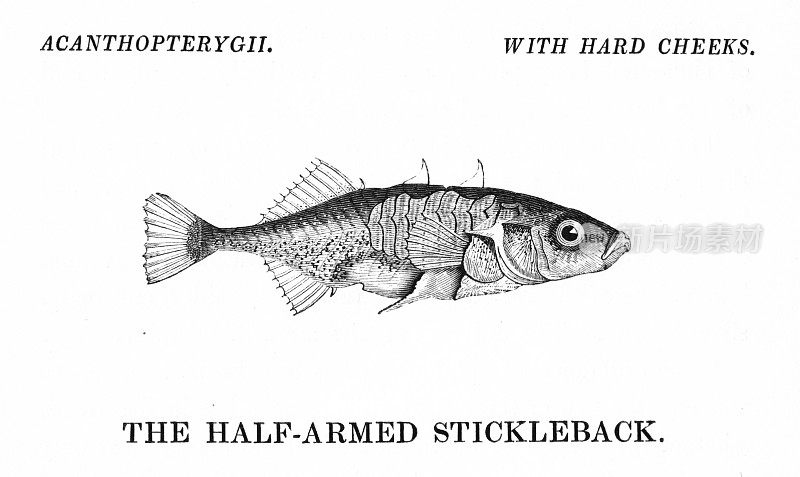 Half-Armed刺鱼