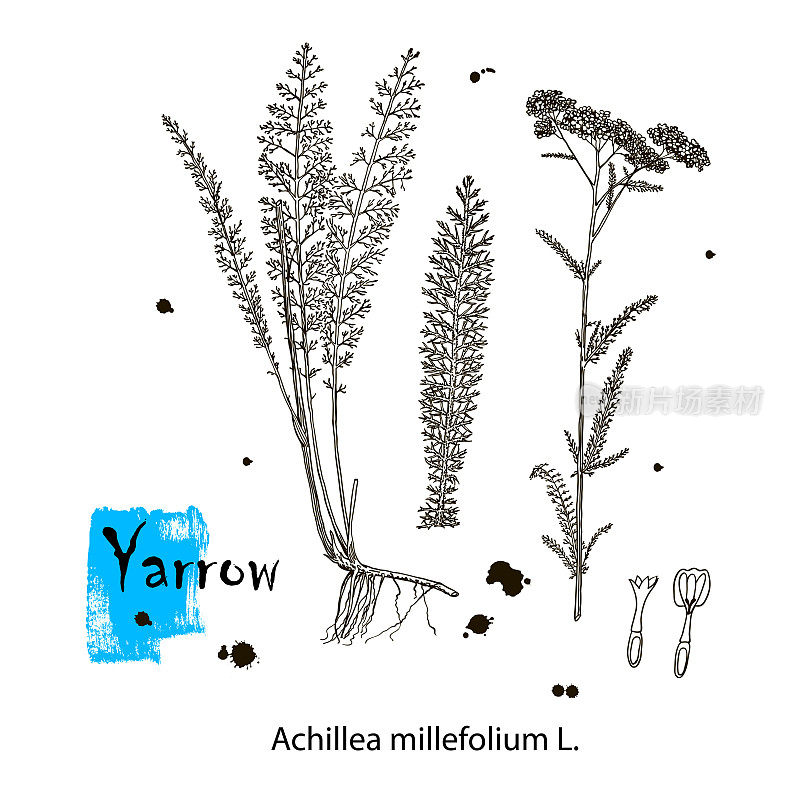 手绘野生干草花。蓍草耆草属植物。医学草药。古典雕刻艺术。植物插图。适用于化妆品、医药、治疗、香薰、护理、包装设计等领域。