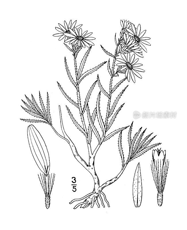 古董植物学植物插图:范德雷紫菀，范德雷紫菀