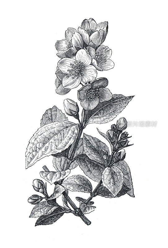花绣球科的一科花绣球花(英国山茱萸属)。手绘雕刻插图。开花植物花园。