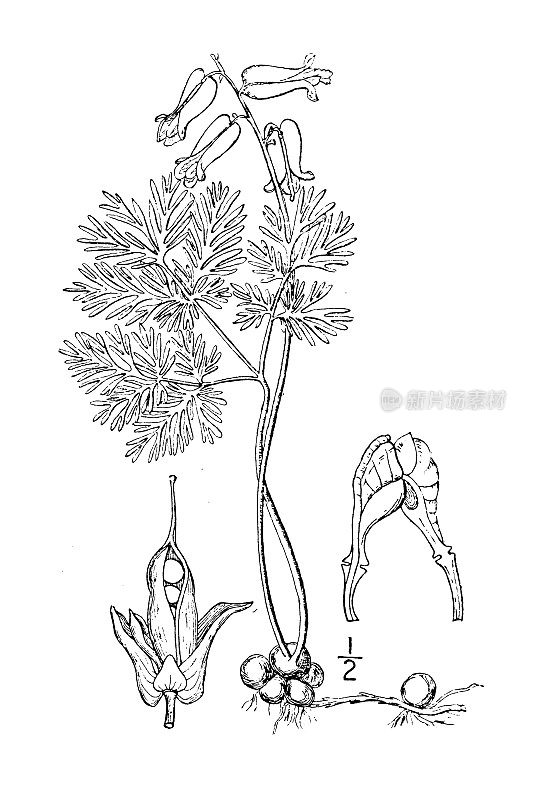 古植物学植物插图:加拿大双壳树，松鼠玉米