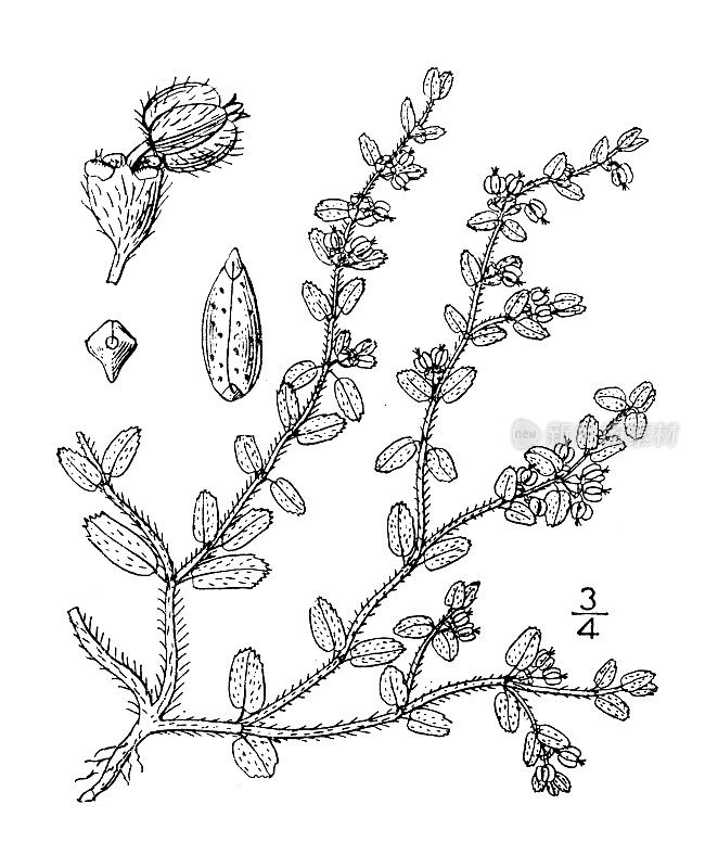 古植物学植物插图:大戟，窄种子大戟