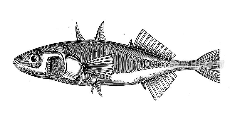 仿古生物动物学图片:三刺鱼(刺棘鱼)