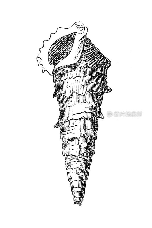海螺科是大型海螺的一个非常大和多样化的分类家族,通常被称为海螺或真正的海螺