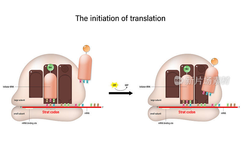 翻译观念的提出。含有多肽第一个氨基酸的tRNA。