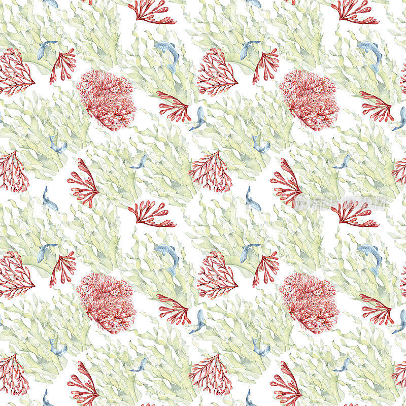 海带和珊瑚水彩的无缝图案孤立在白色背景上。粉红色琼脂，海草和鱼手绘。包装、纺织、纸张、包装、海洋收藏的设计元素