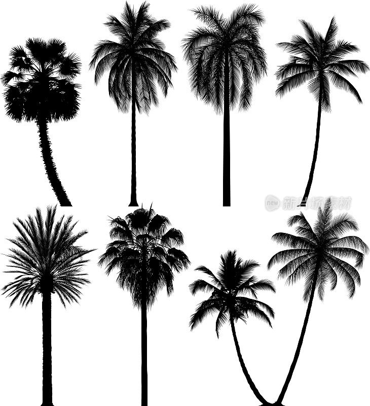 高度详细的棕榈树剪影