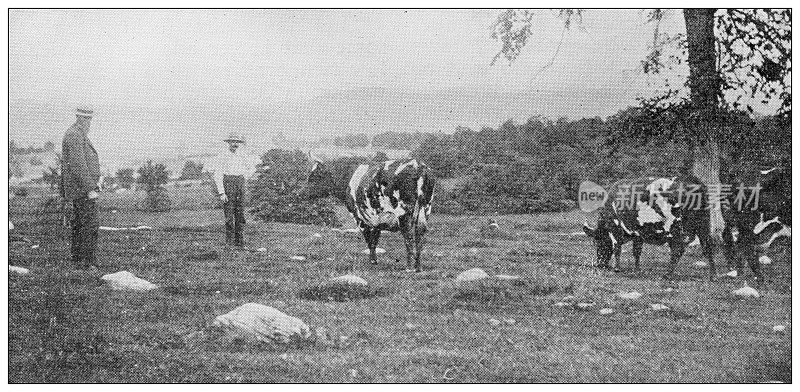 1897年的运动和消遣:农场