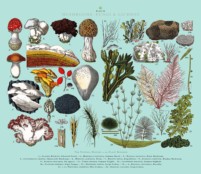 蘑菇，真菌和地衣，植物王国，维多利亚植物插图，大约1853年