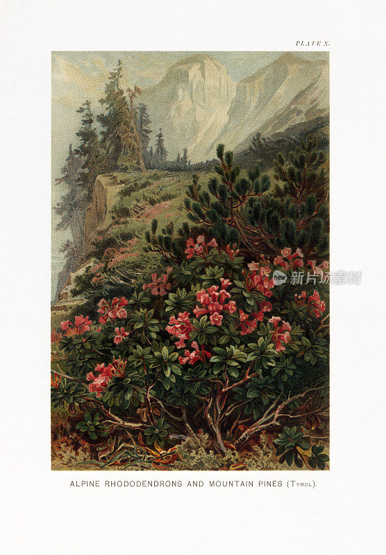 植物自然史，维多利亚植物插图，1897阿尔卑斯杜鹃花和山松