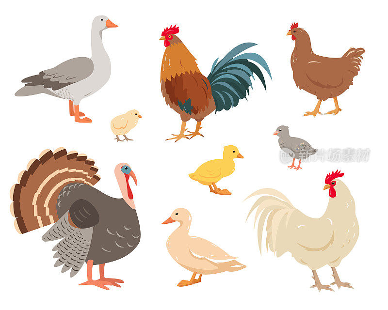 白底隔离的家禽或家禽。母鸡，火鸡，鹅，鸭子，公鸡和小鸡。