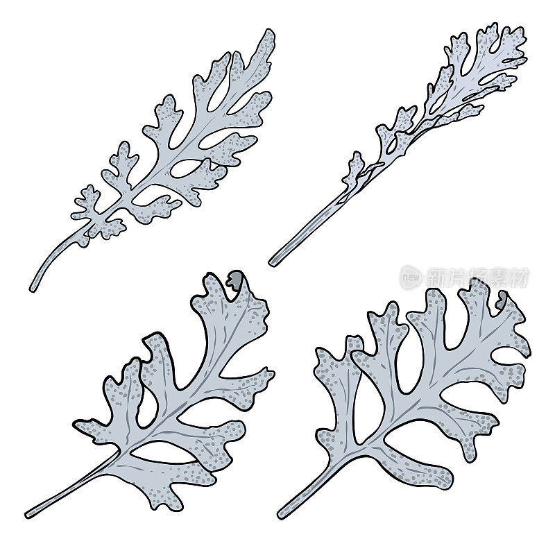 一套达斯迪米勒叶枝。银葛叶草本棒收集。雅可比花海产植物装饰手绘图。向量。
