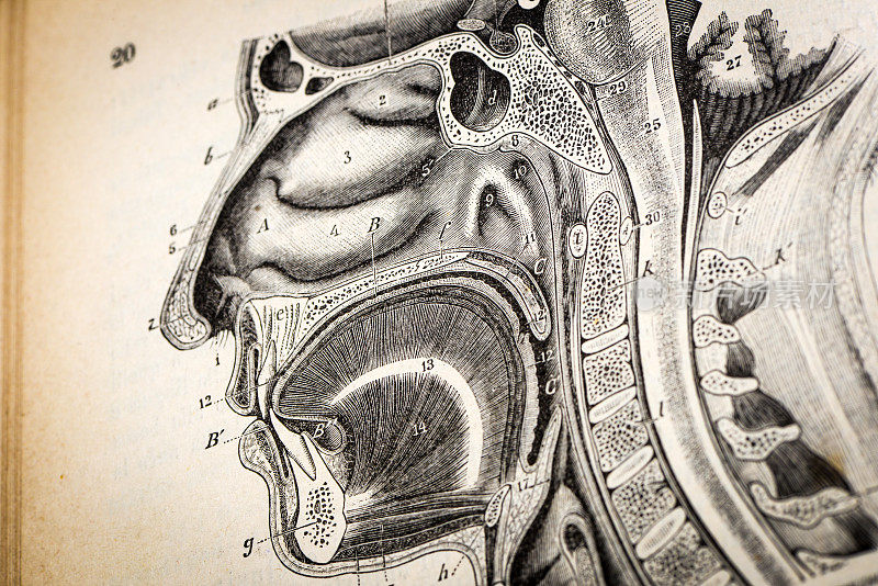 高分辨率古董医学科学插图:口腔、咽喉、鼻子剖面