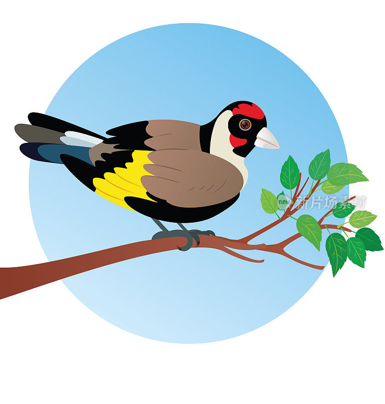 金翅雀(Carduelis-carduelis)