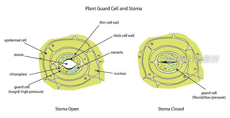 气孔完全标记的植物保卫细胞。