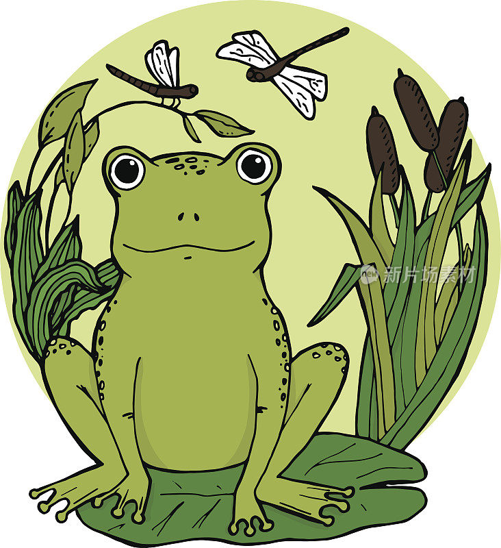 青蛙在沼泽在百合叶藤条与蜻蜓。