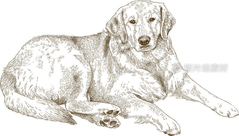 拉布拉多犬雕刻插图