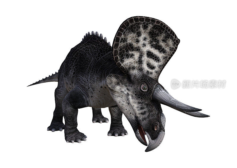 3D渲染恐龙祖尼角龙在白色