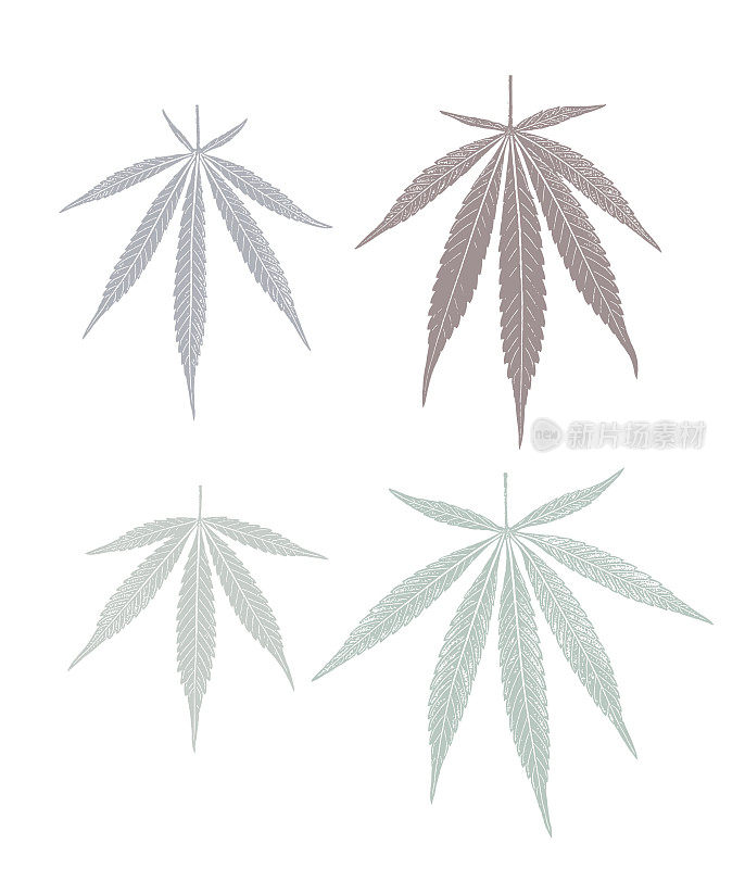 四组大麻叶子