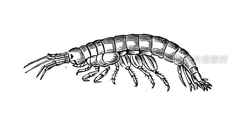 古董动物插图:革马吕斯pulex