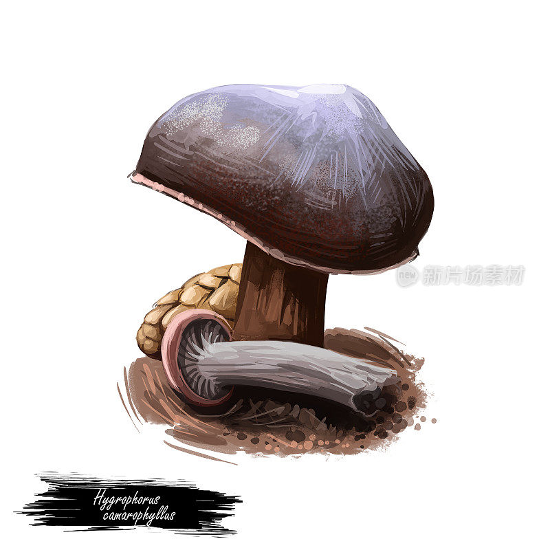 沉菇属真菌的一种。数码艺术插画，天然食品。秋季收获的真菌在草上孤立的白色，可食用的真菌牛肝菌。