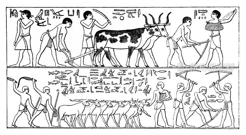 古埃及的农业。古门菲，塞加拉墓地，蒂的马斯塔巴，古王国，第五王朝，公元前2400年