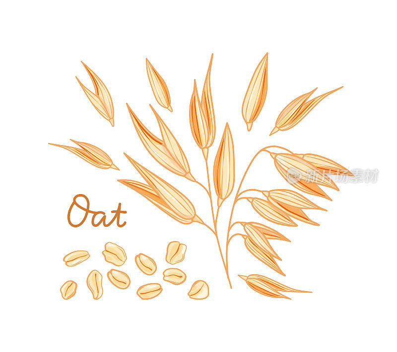 燕麦。在白色背景上的小穗，谷粒和薄片。卡通风格。矢量插图。