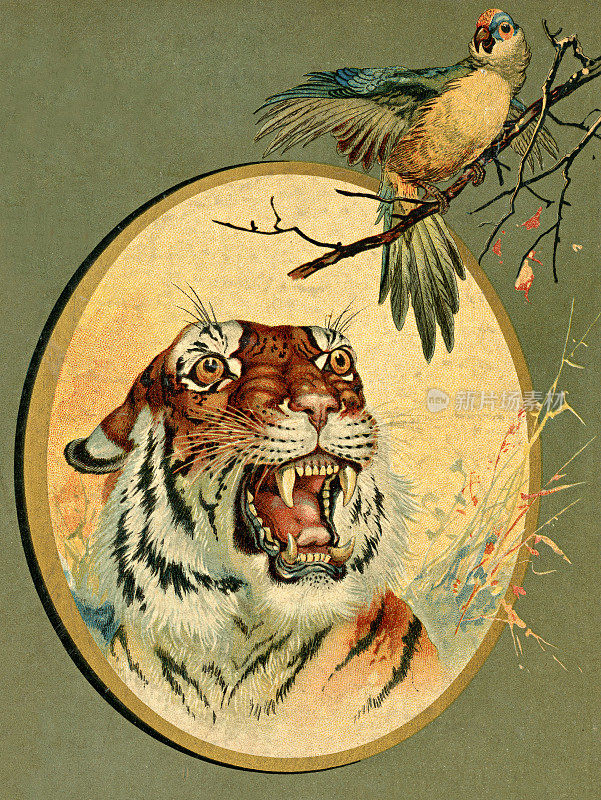 虎与鸟插图1899