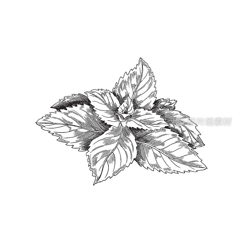 单色薄荷植物复古矢量草图。薄荷茶标签或包装设计，黑白仿古薄荷叶。