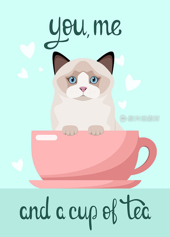 一张印有可爱猫咪的明信片