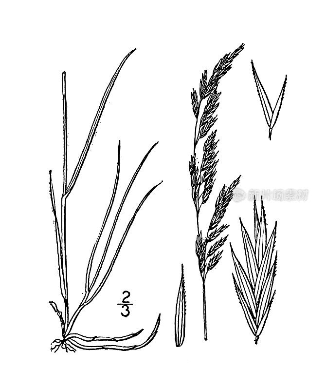 古植物学植物插图:羊茅、红羊茅