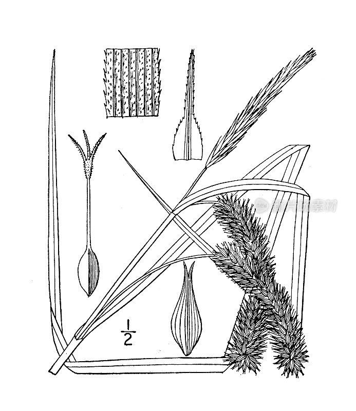 古植物学植物插图:苔草、莎草样莎草