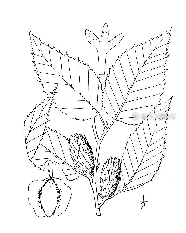 古植物学植物插图:黄桦，黄桦，灰桦