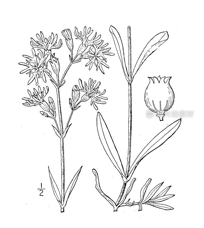 古董植物学植物插图:荔枝花，杜鹃花，知更鸟