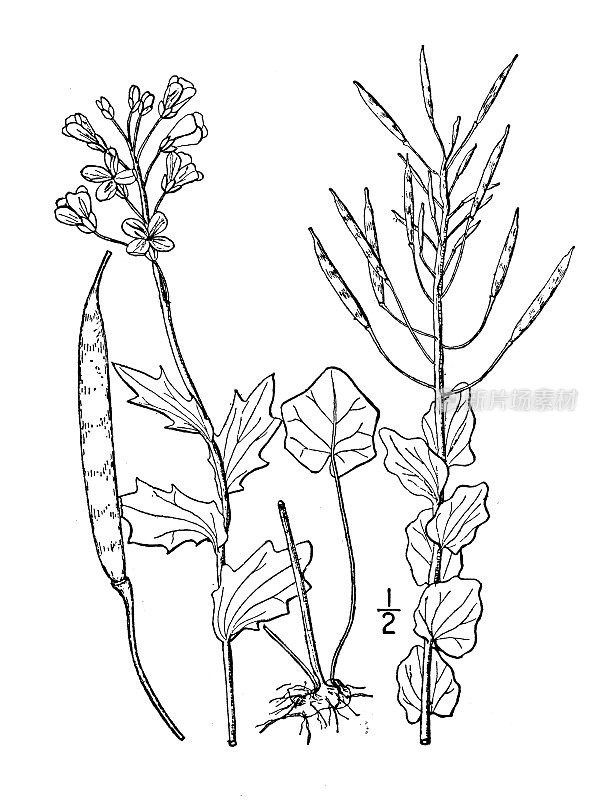 古植物学植物插图:紫豆蔻、紫水田芥